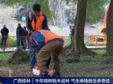 央視報道 | 守護千年古榕，TRU樹木雷達為陽朔榕樹開啟“無損體檢”新時代！